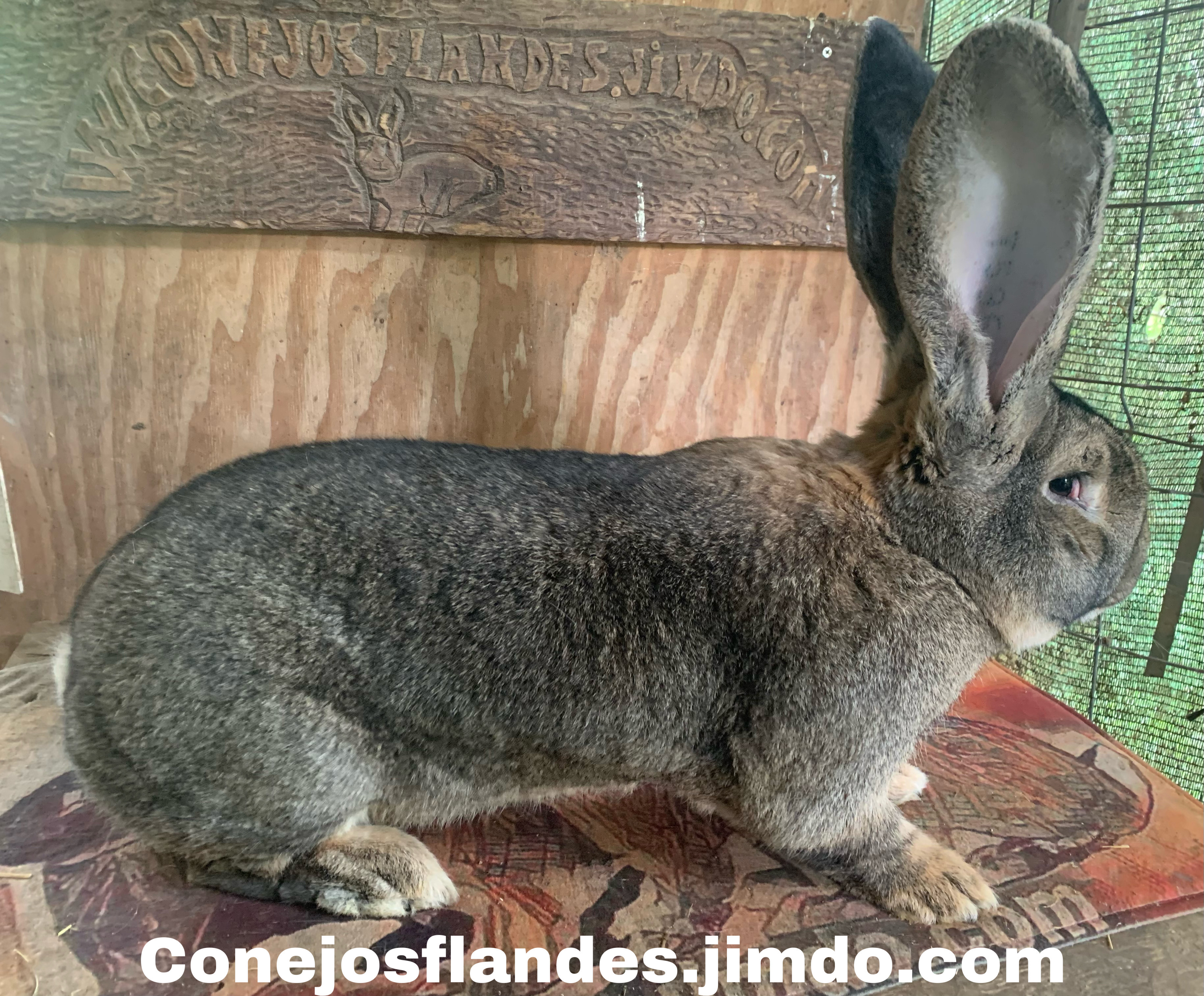 Conejos Gigantes de Flandes - imagen 1