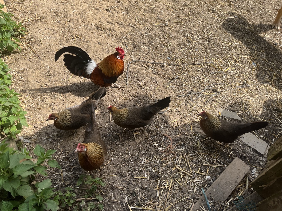 Gallinas enanas - imagen 1