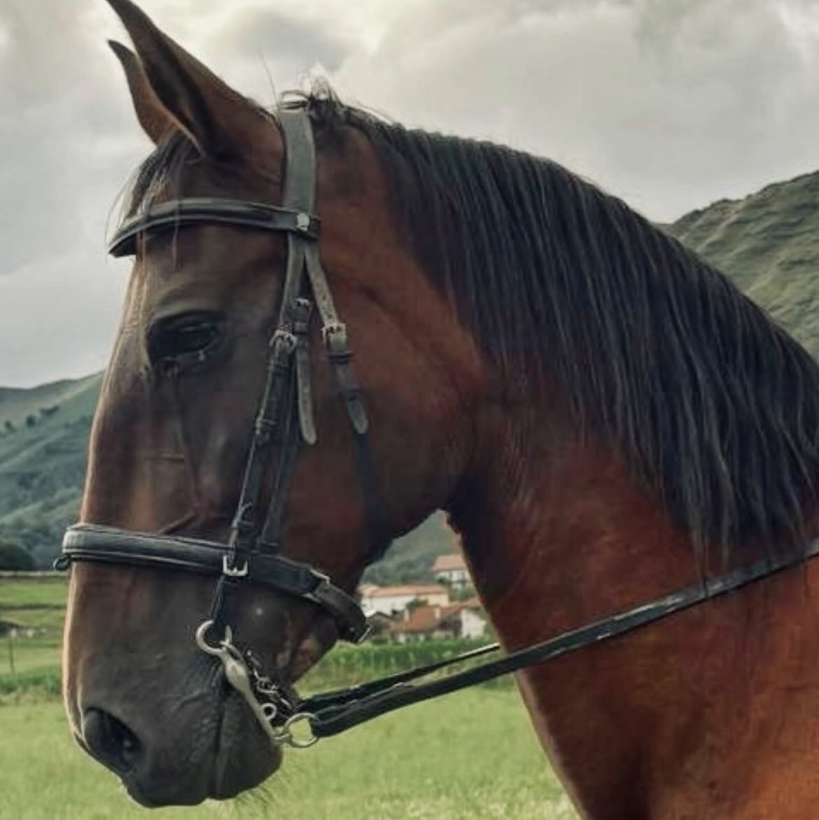 YEGUA PRE CON CARTA  - imagen 1