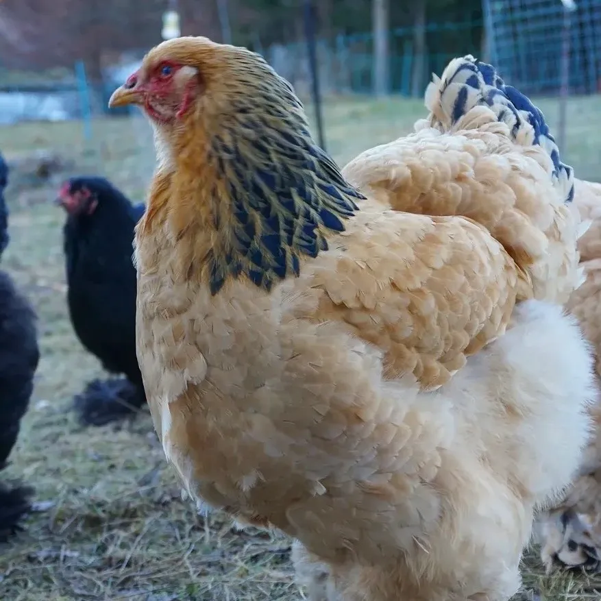 Gallina Brahma - imagen 1