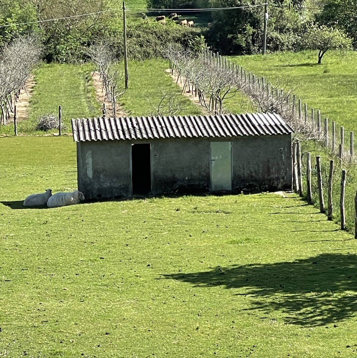 Se regala techo de caseta - imagen 1