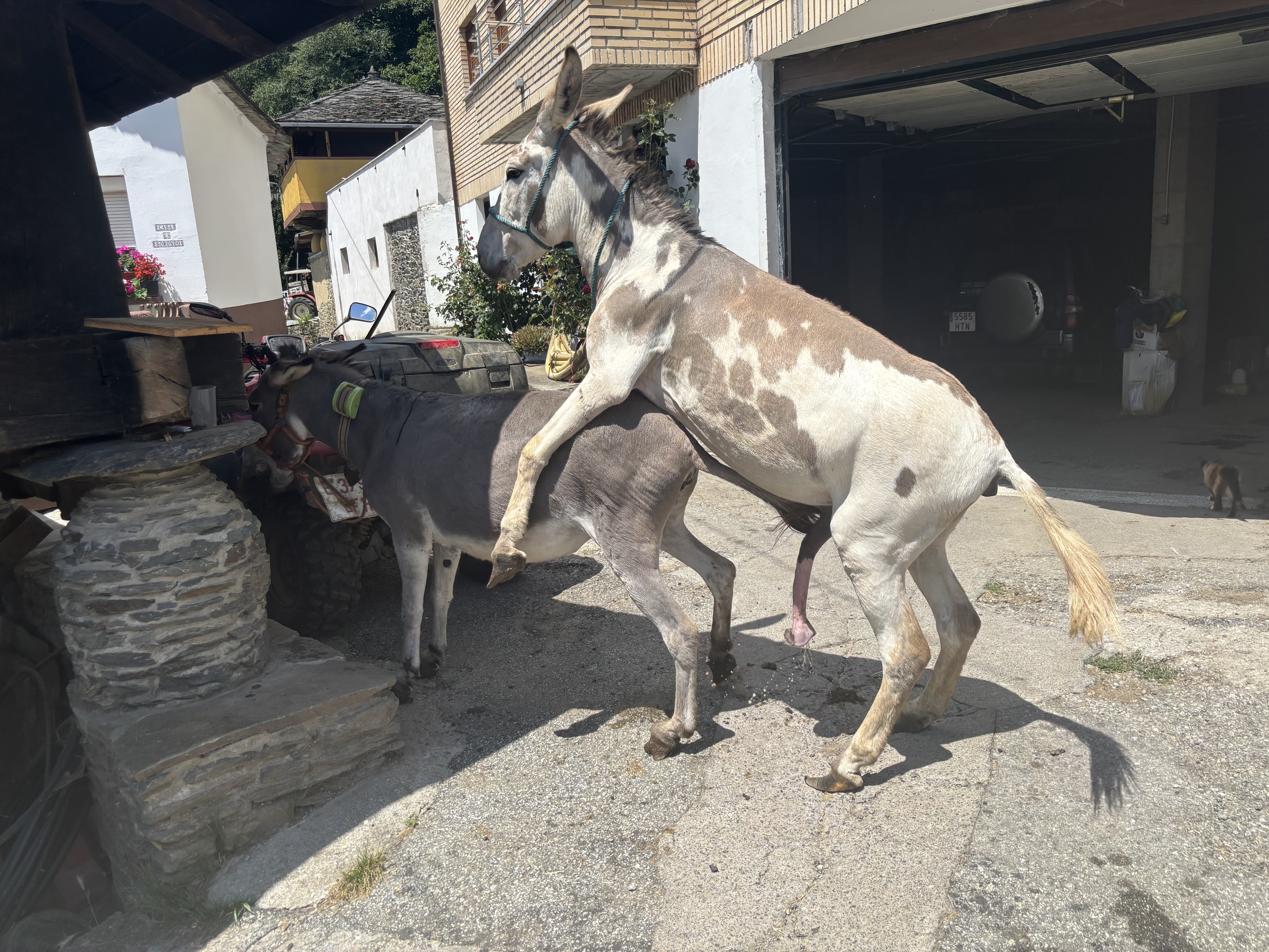 Se ofrece burro para cubriciones - imagen 1