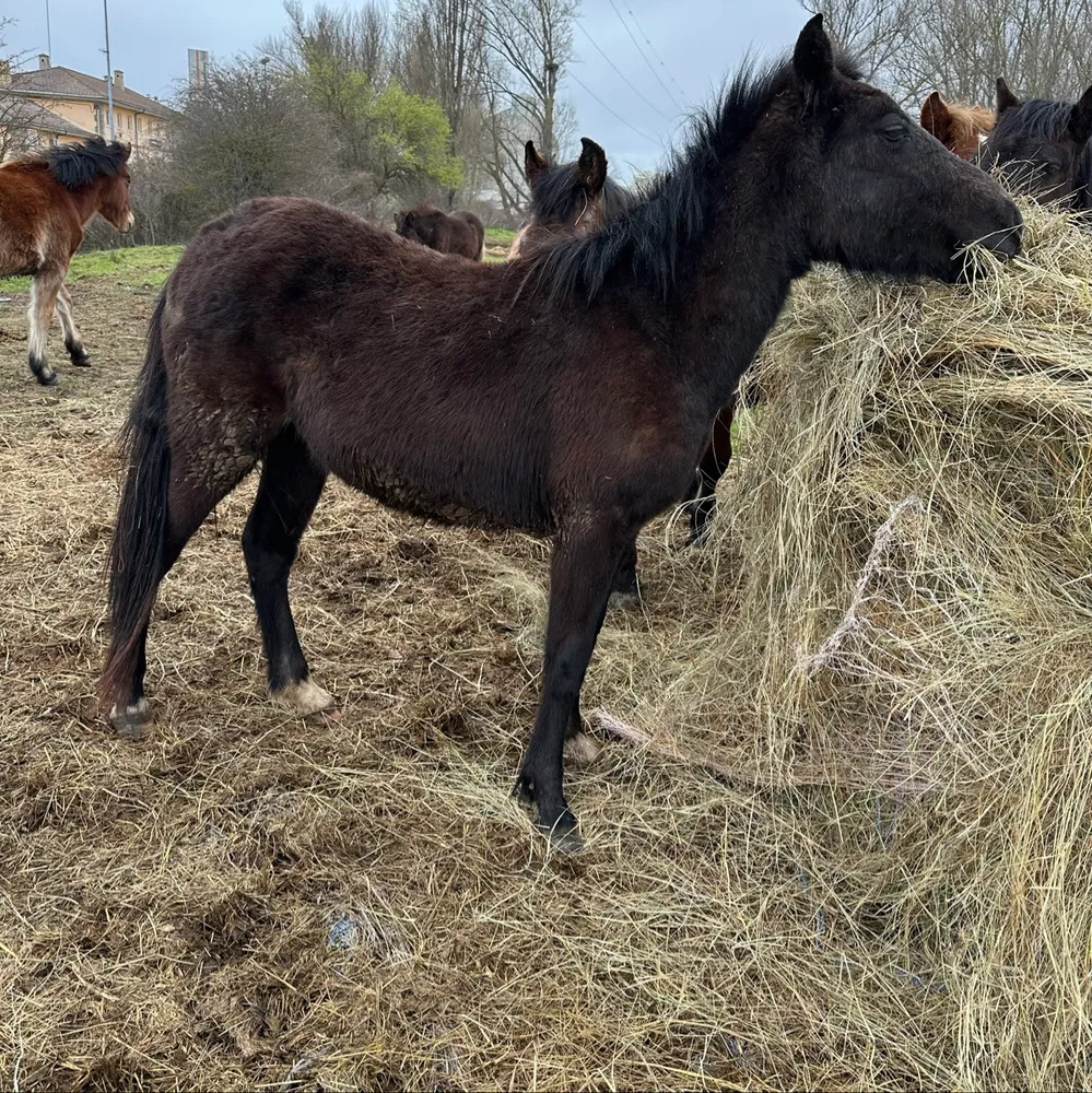 Potra cruzada económica  - imagen 1