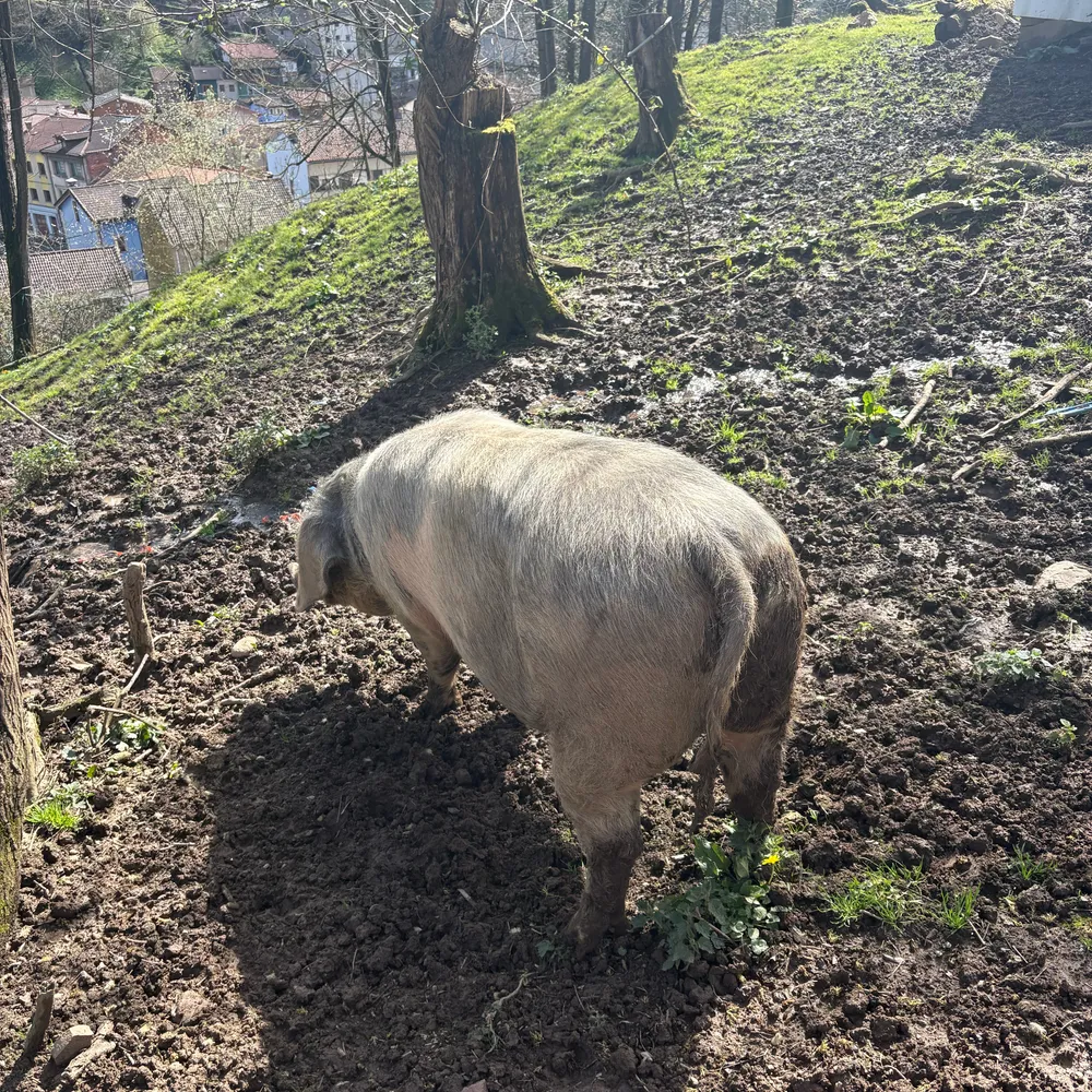 Gocha asturcelta - imagen 1