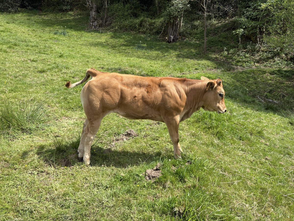 Xata marcada - imagen 1