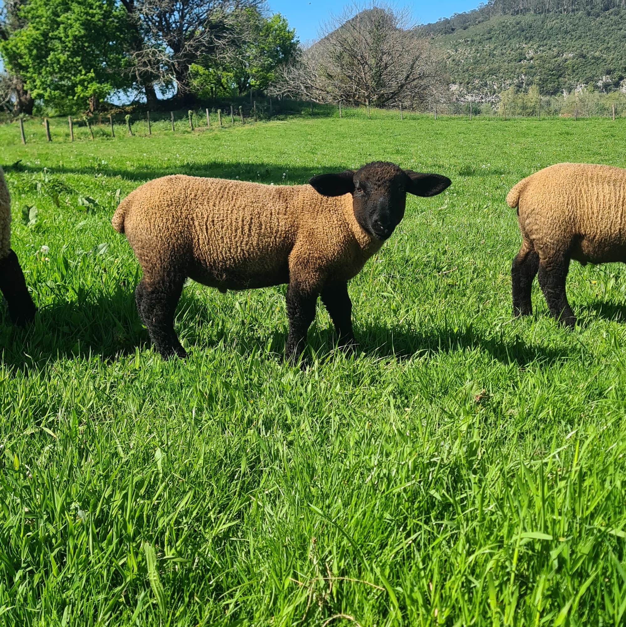 Corderos Suffolk  - imagen 1