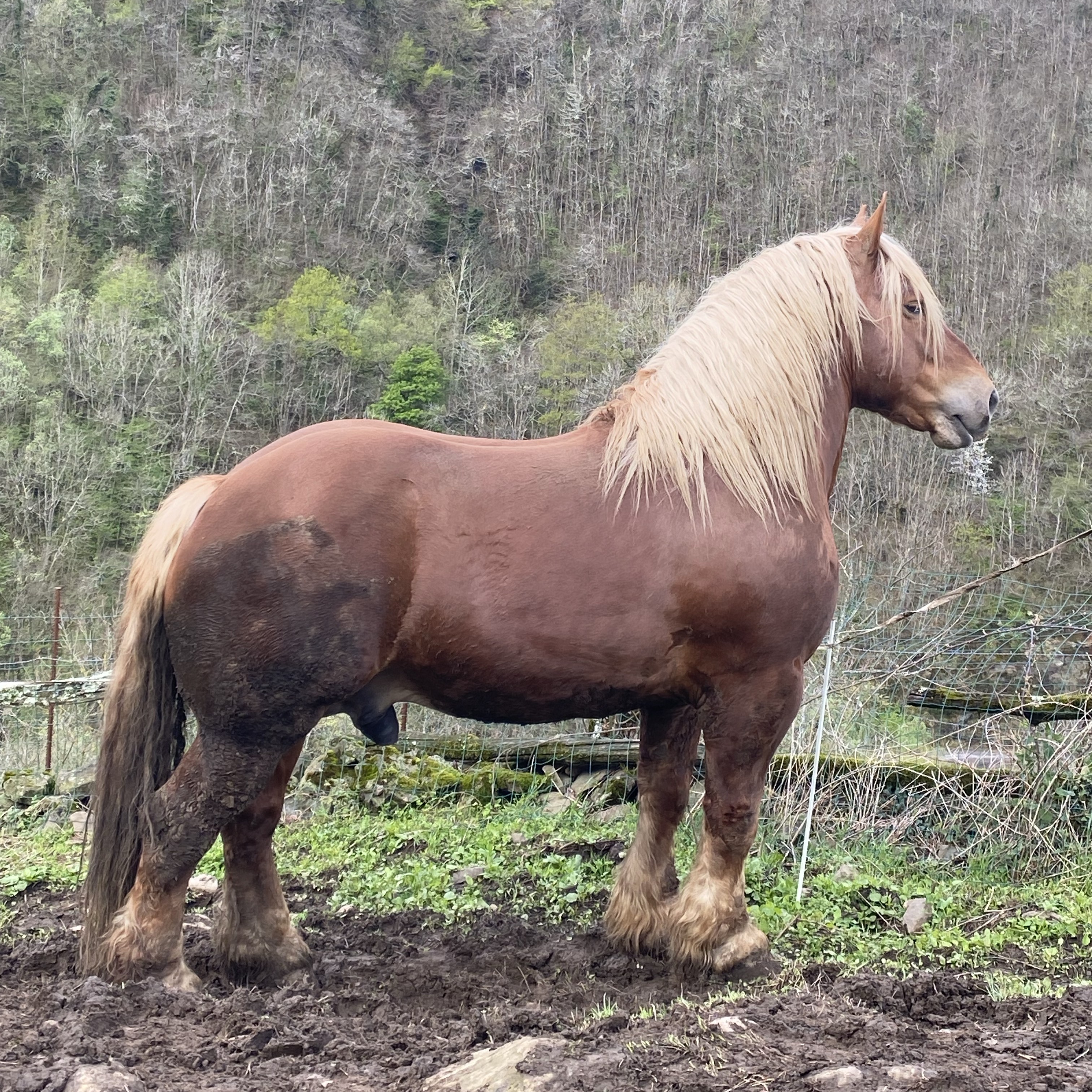 Se vende caballo - imagen 1