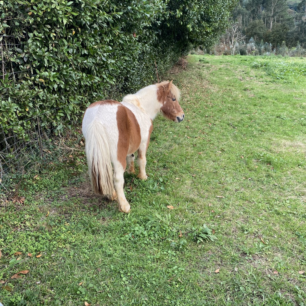 Se vende pony y yegua  - imagen 1