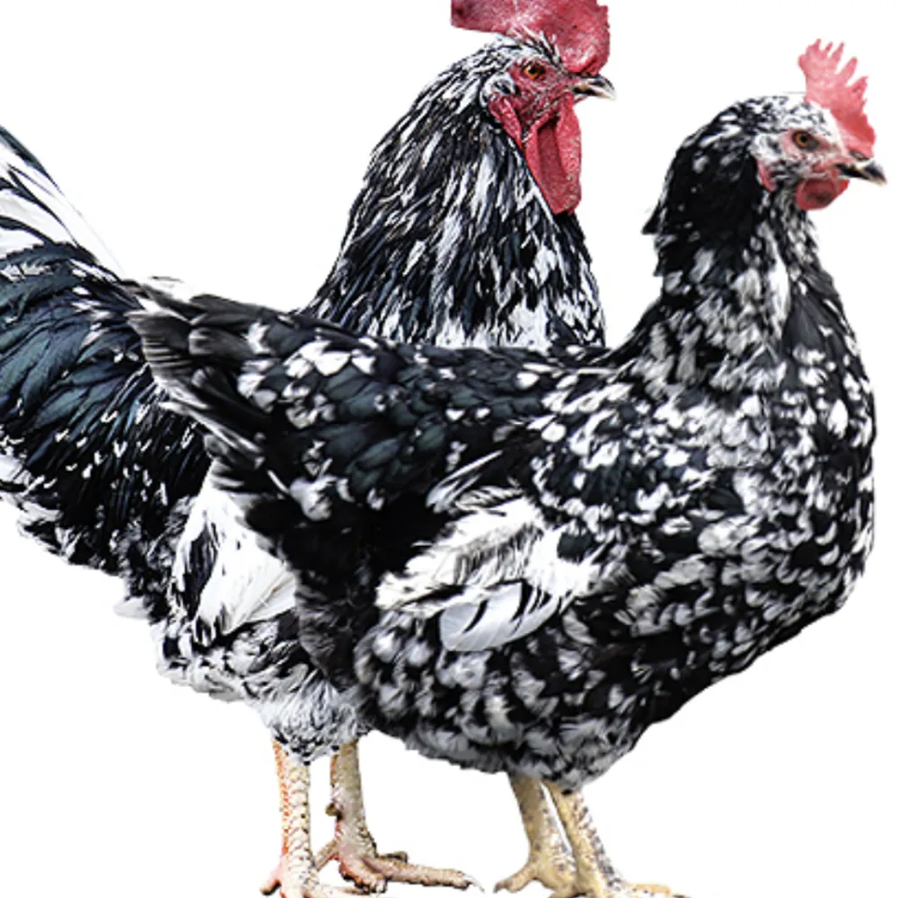 Busco pita pinta asturiana - imagen 1