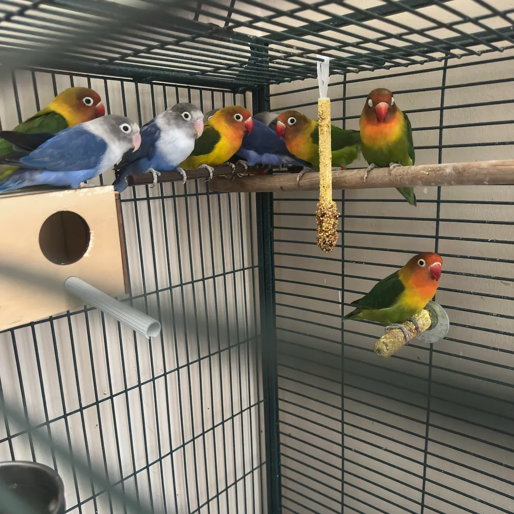 Agapornis  - imagen 1