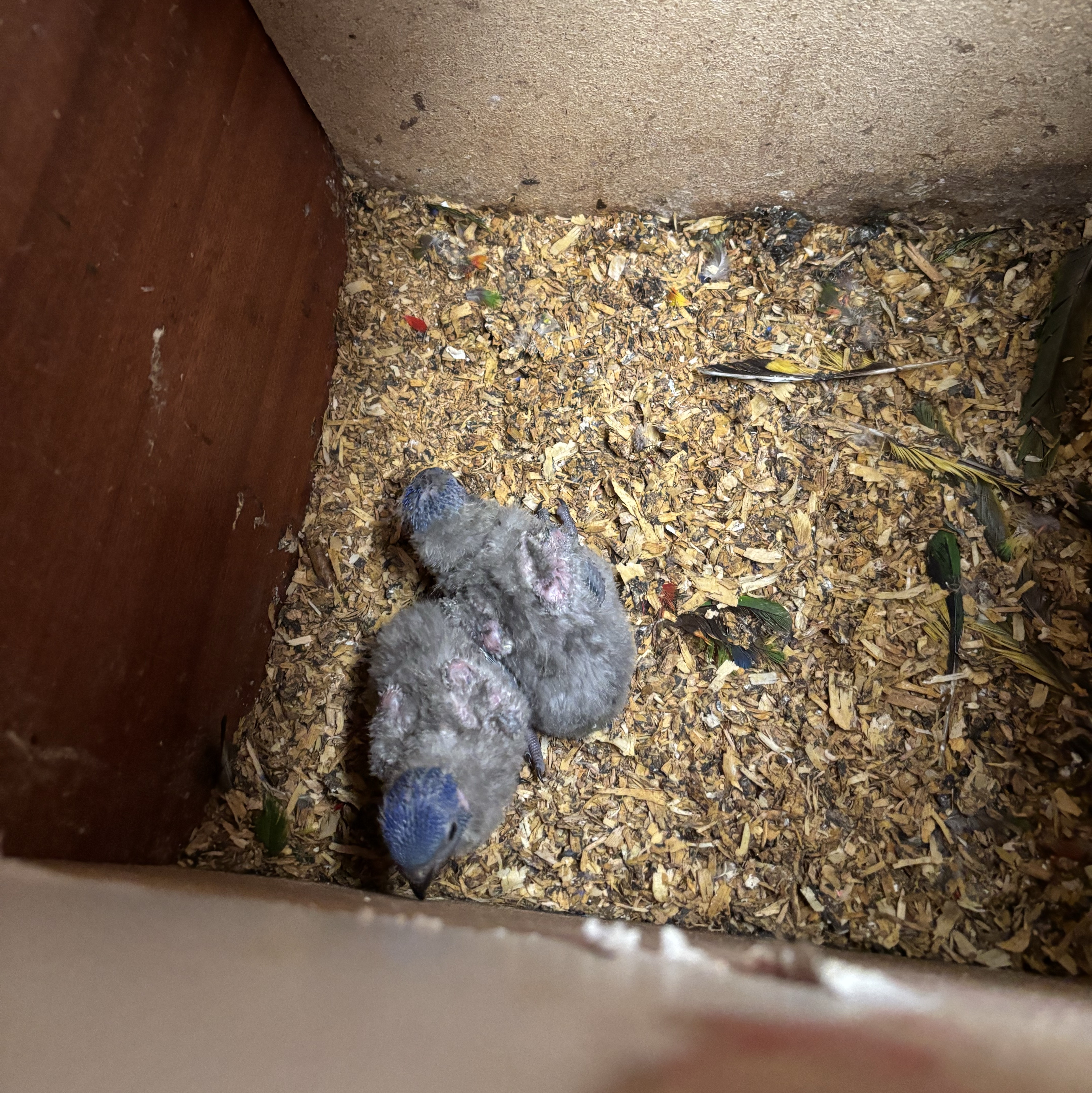 Loris arcoíris  - imagen 1