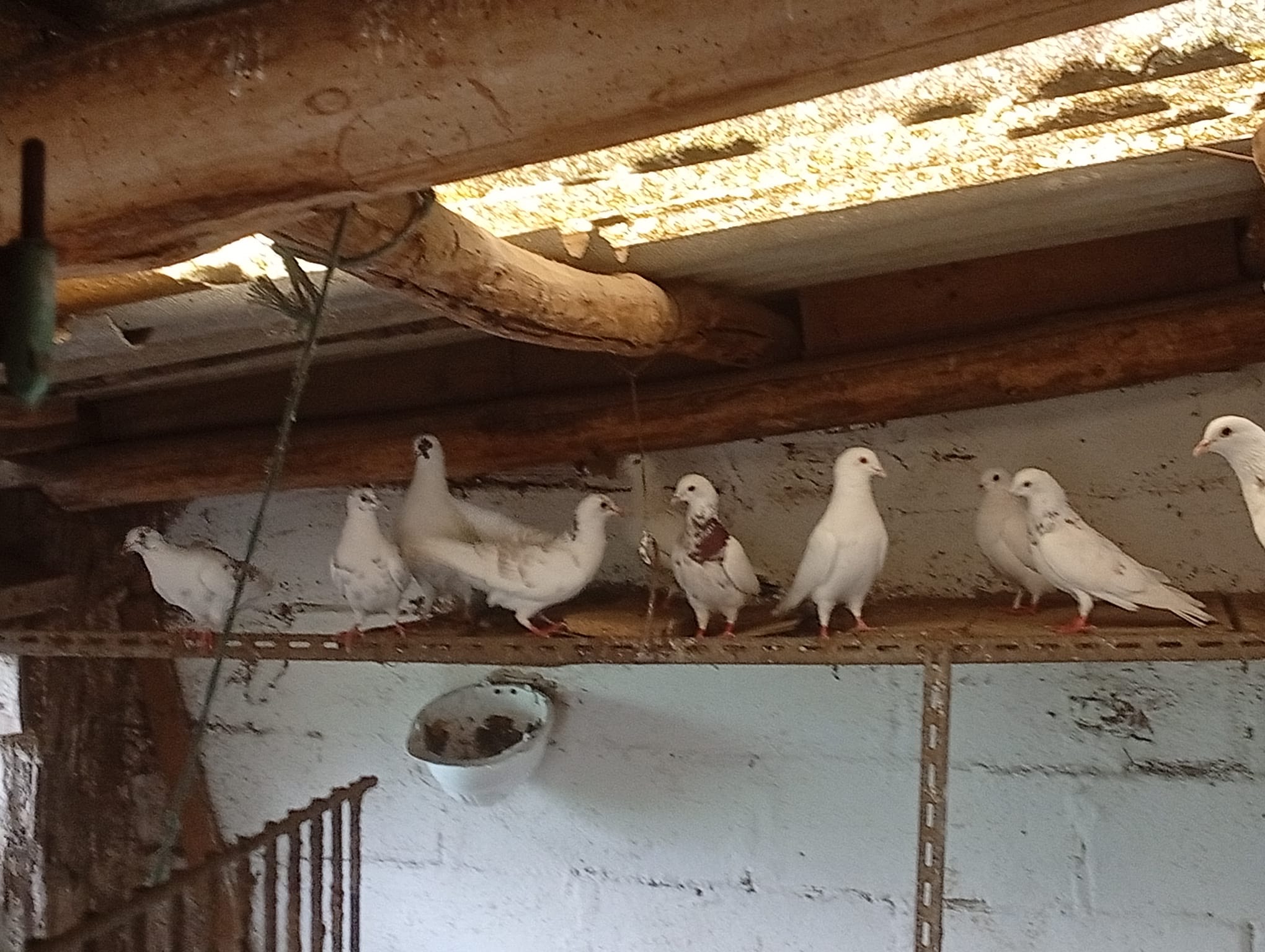 Se venden palomas - imagen 1