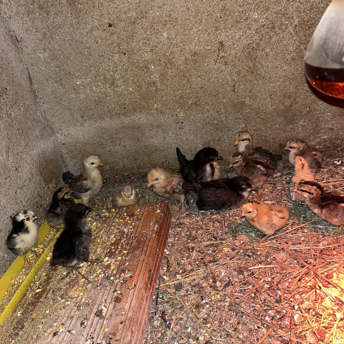 Se venden pollitos de kika - imagen 1