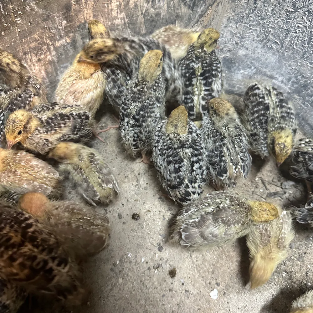 Codornices - imagen 1