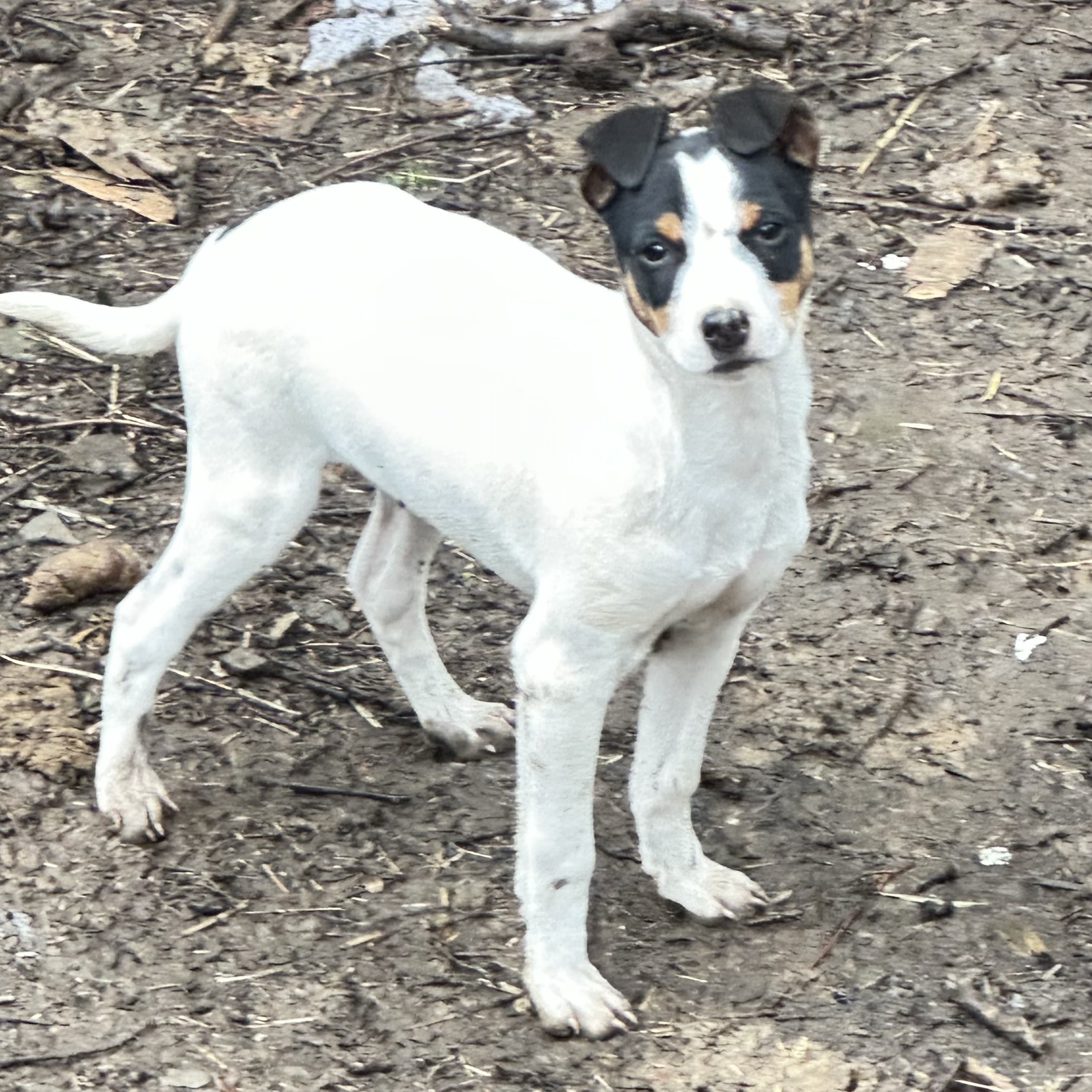 cachorra Bodeguera - imagen 1