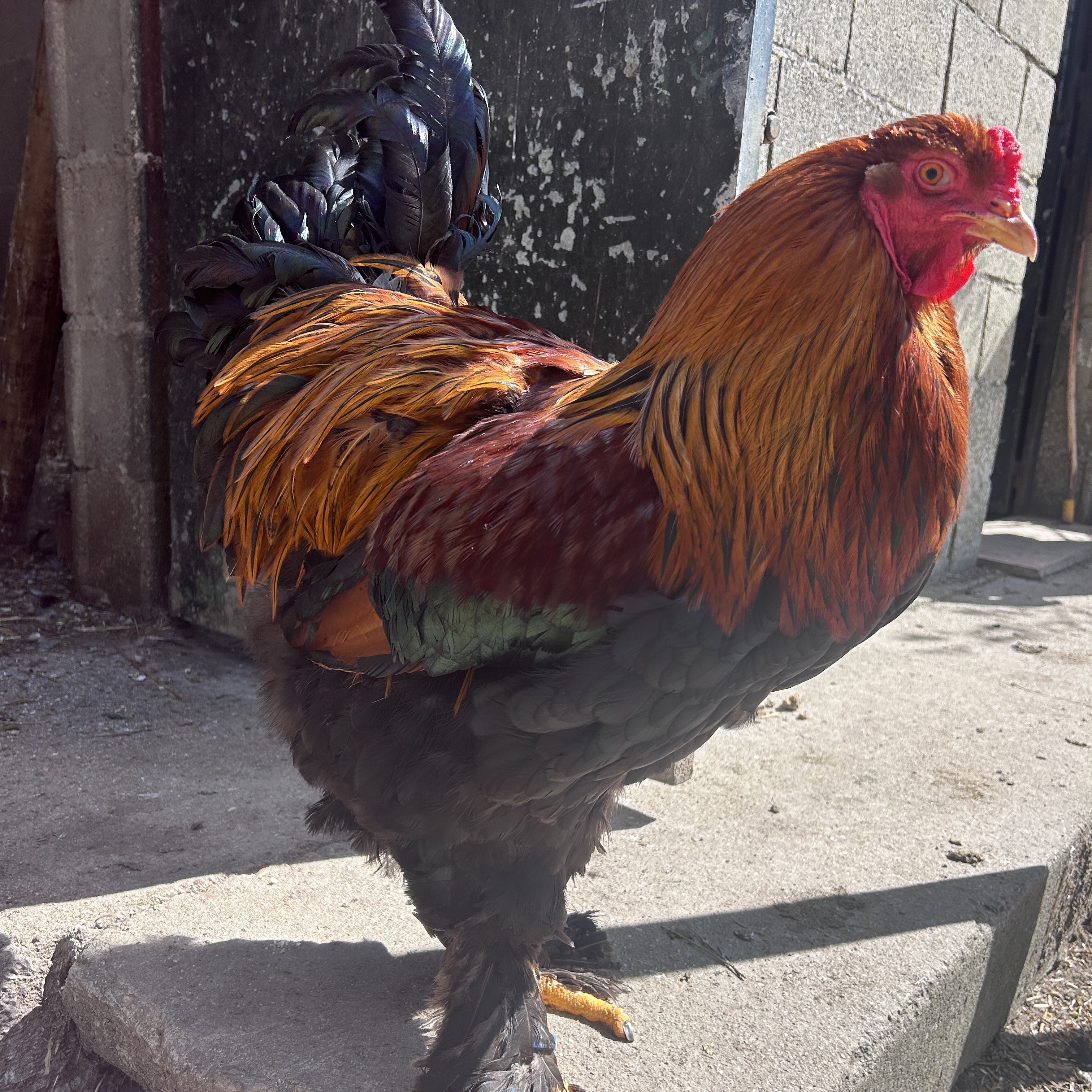 Huevos fertiles  - imagen 1