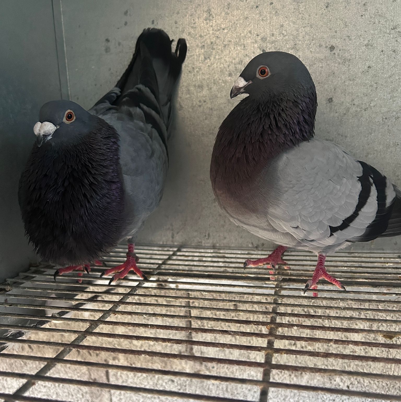 Buchones valencianos - imagen 1