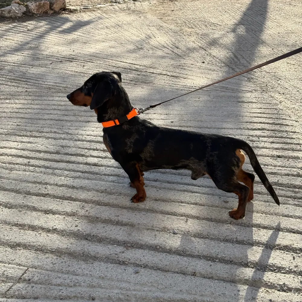 Teckel para montas  - imagen 1