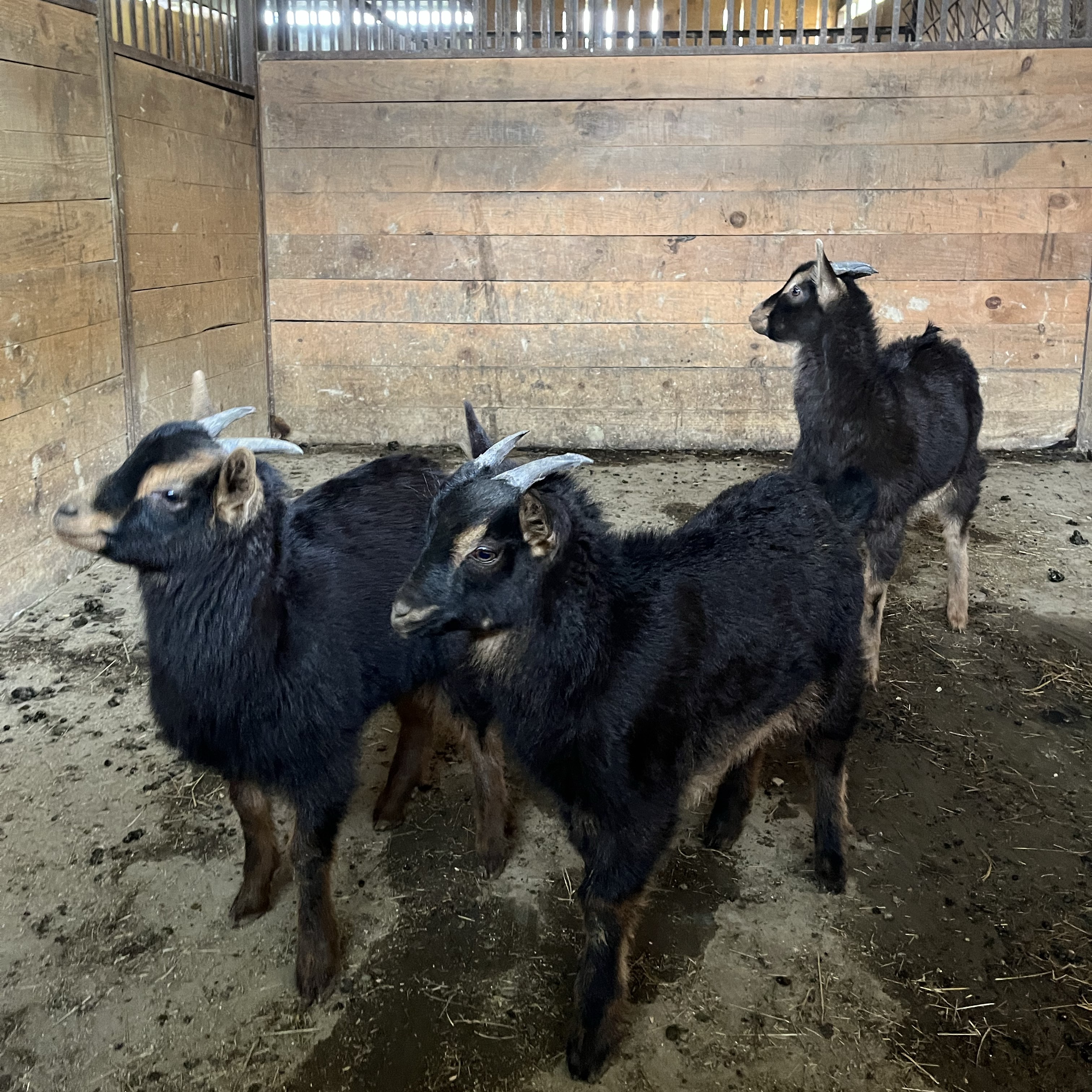 Chivos azpigorri - imagen 1