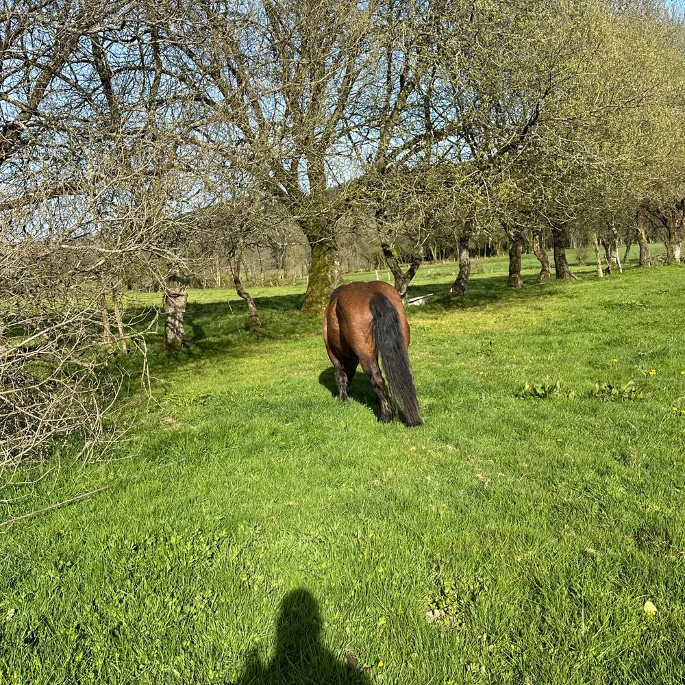 Vendo potro - imagen 1