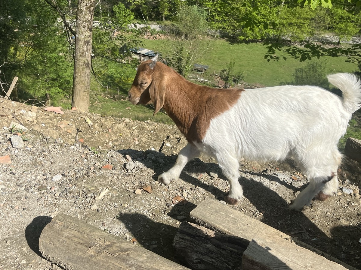 Cabritos boer - imagen 1