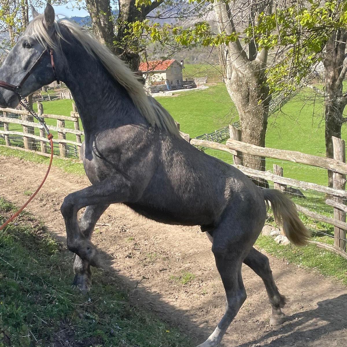 Potro pre - imagen 1