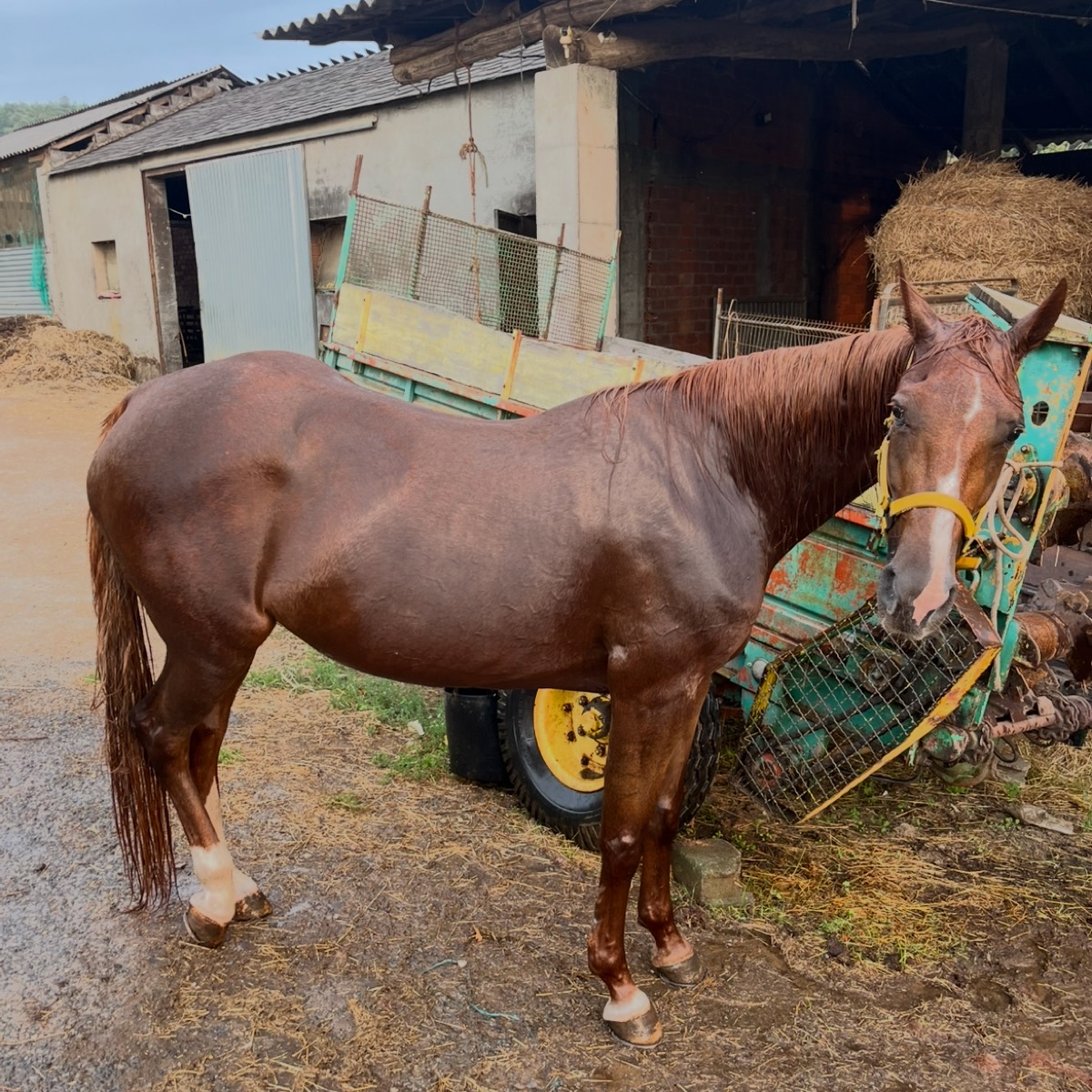 Se vende yegua trotona de 9 años - imagen 1