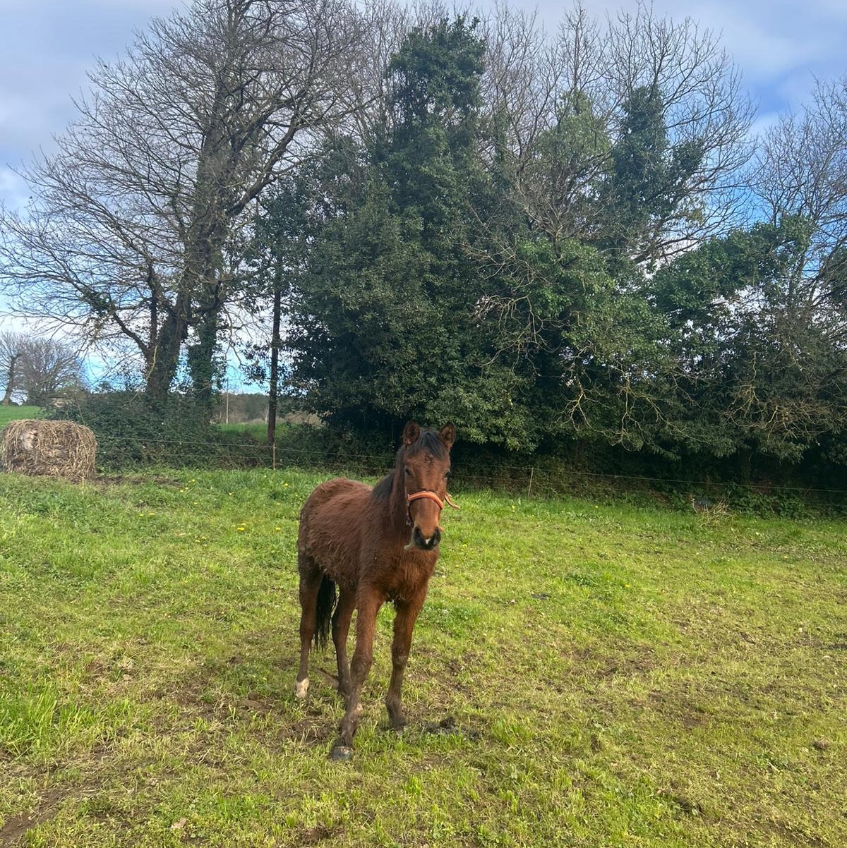 Se vende potro  - imagen 1