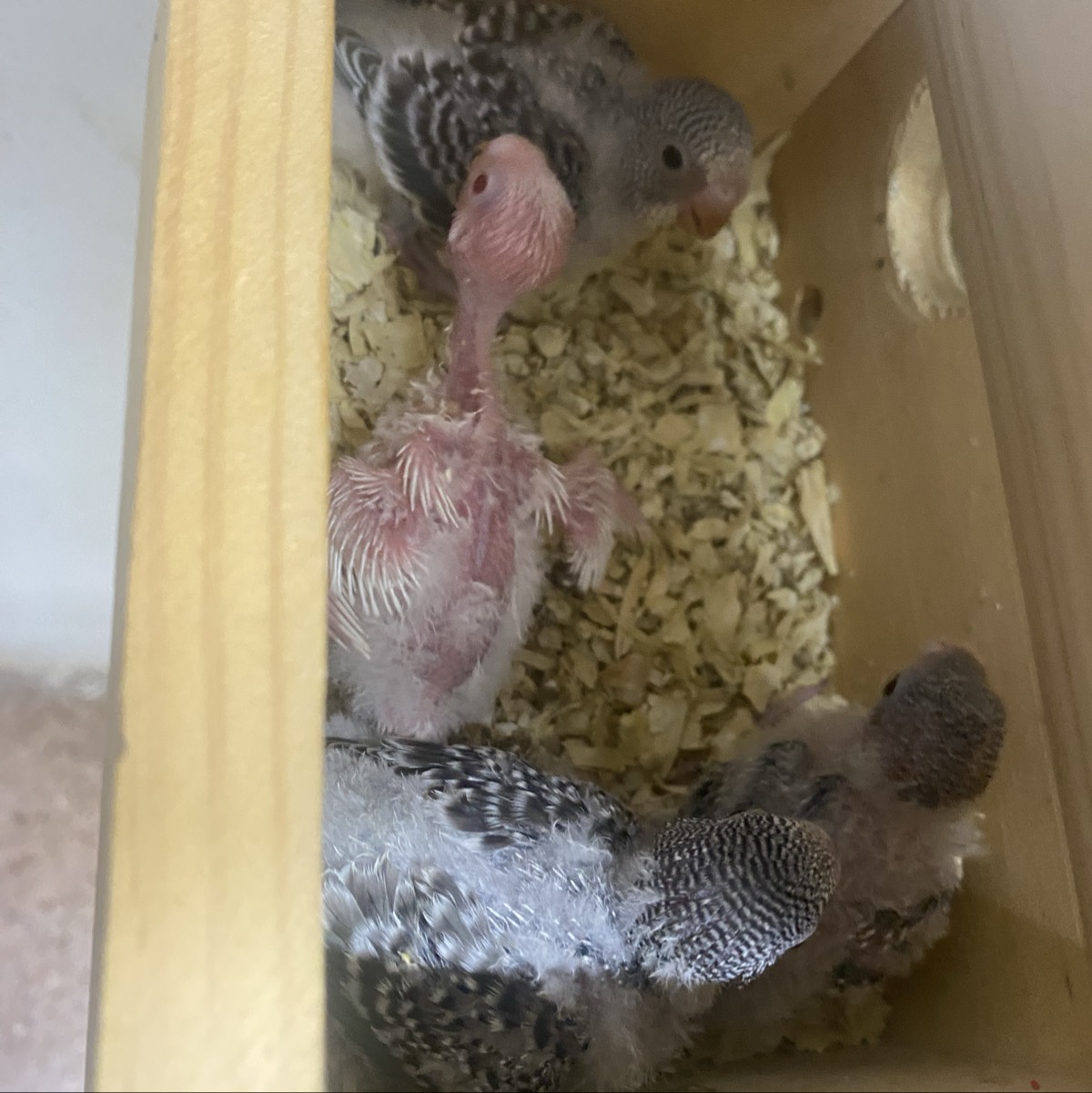 Periquitos papilleros  - imagen 1