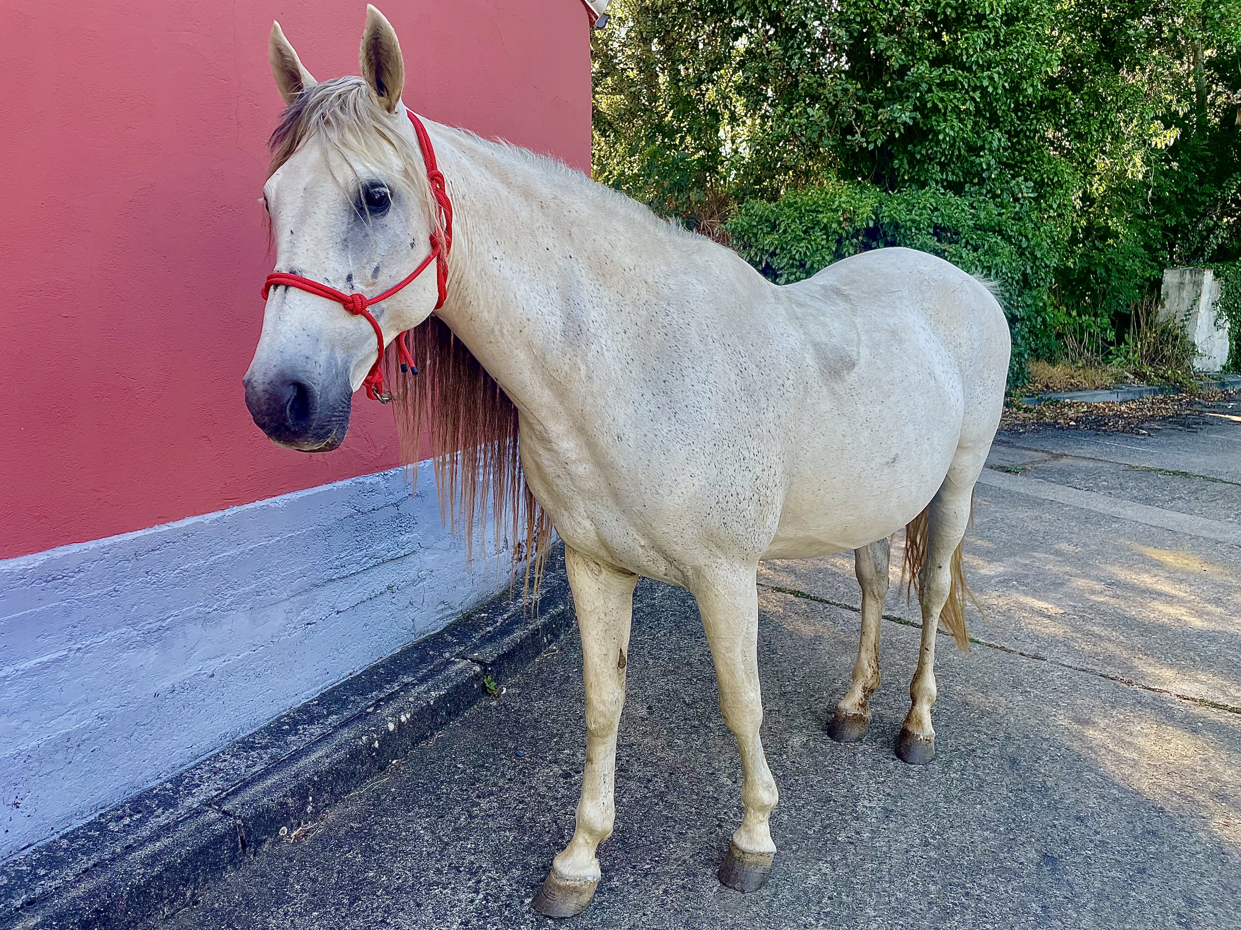 Yegua hispano árabe - imagen 1