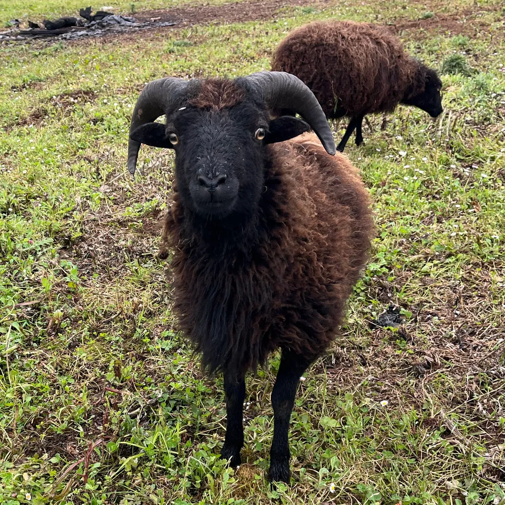 Carnero Ouessant - imagen 1