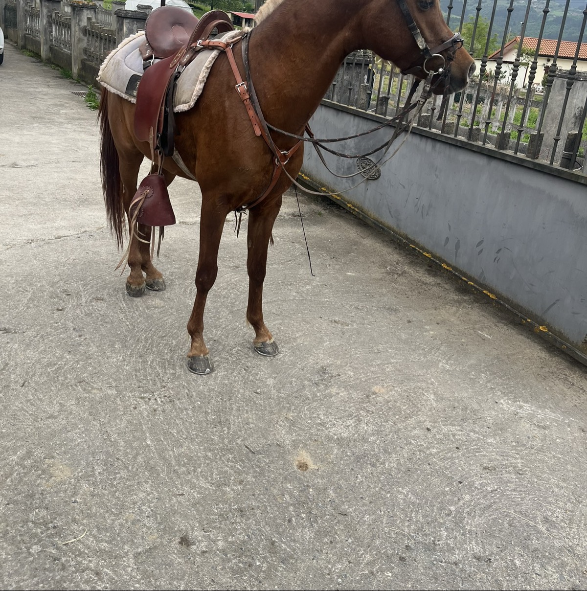 Caballo Arabe  - imagen 1