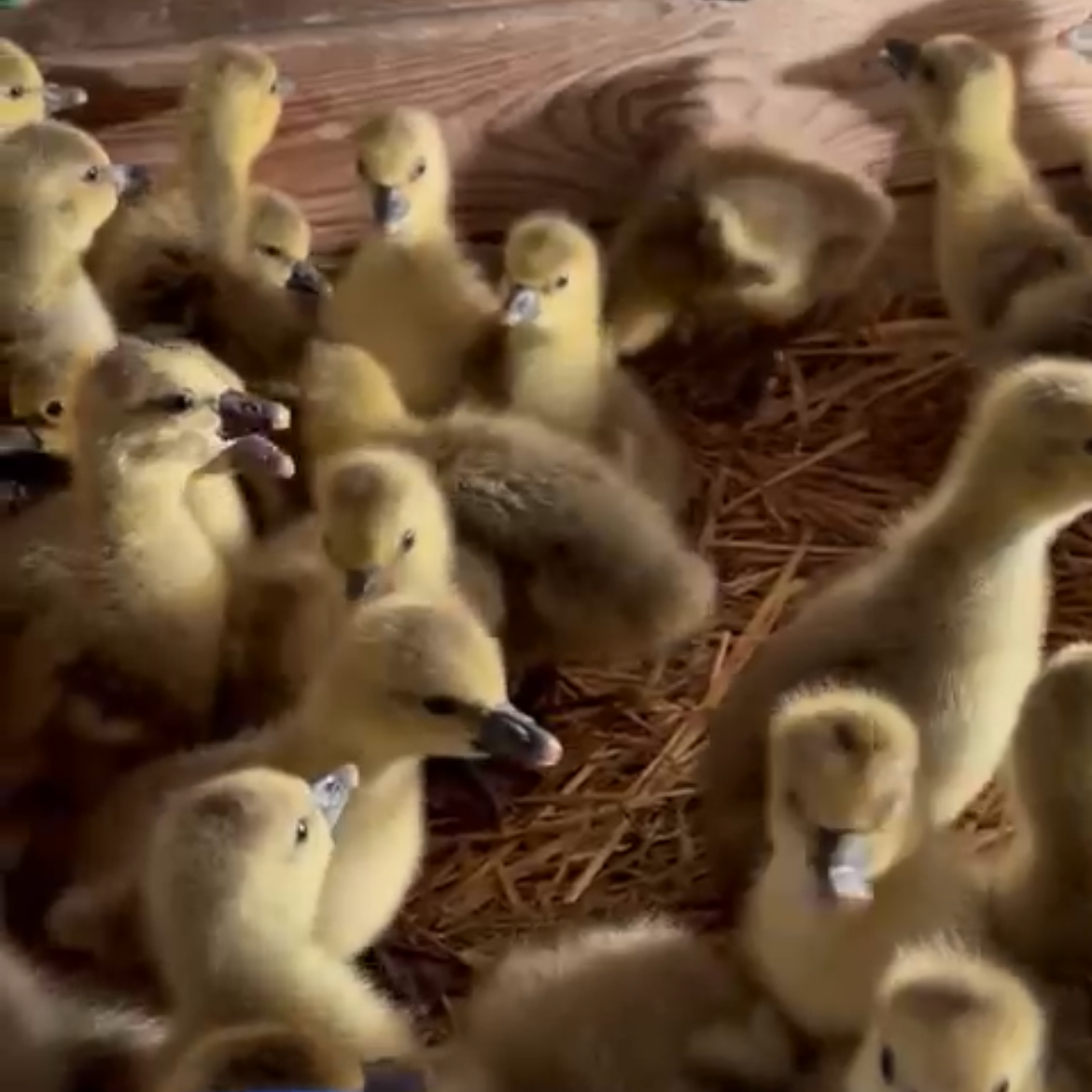 Pollitos oca  - imagen 1