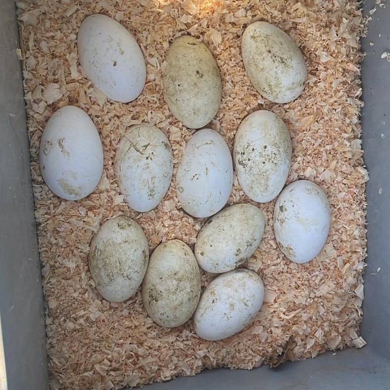 Huevos oca touluse - imagen 1