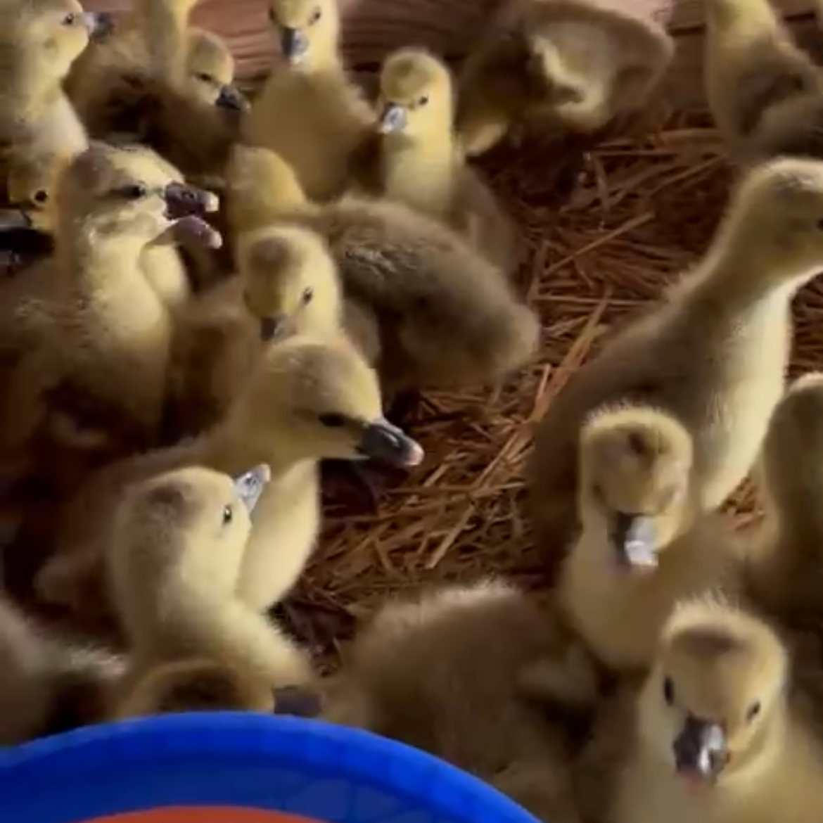 Pollitos de oca touluse - imagen 1