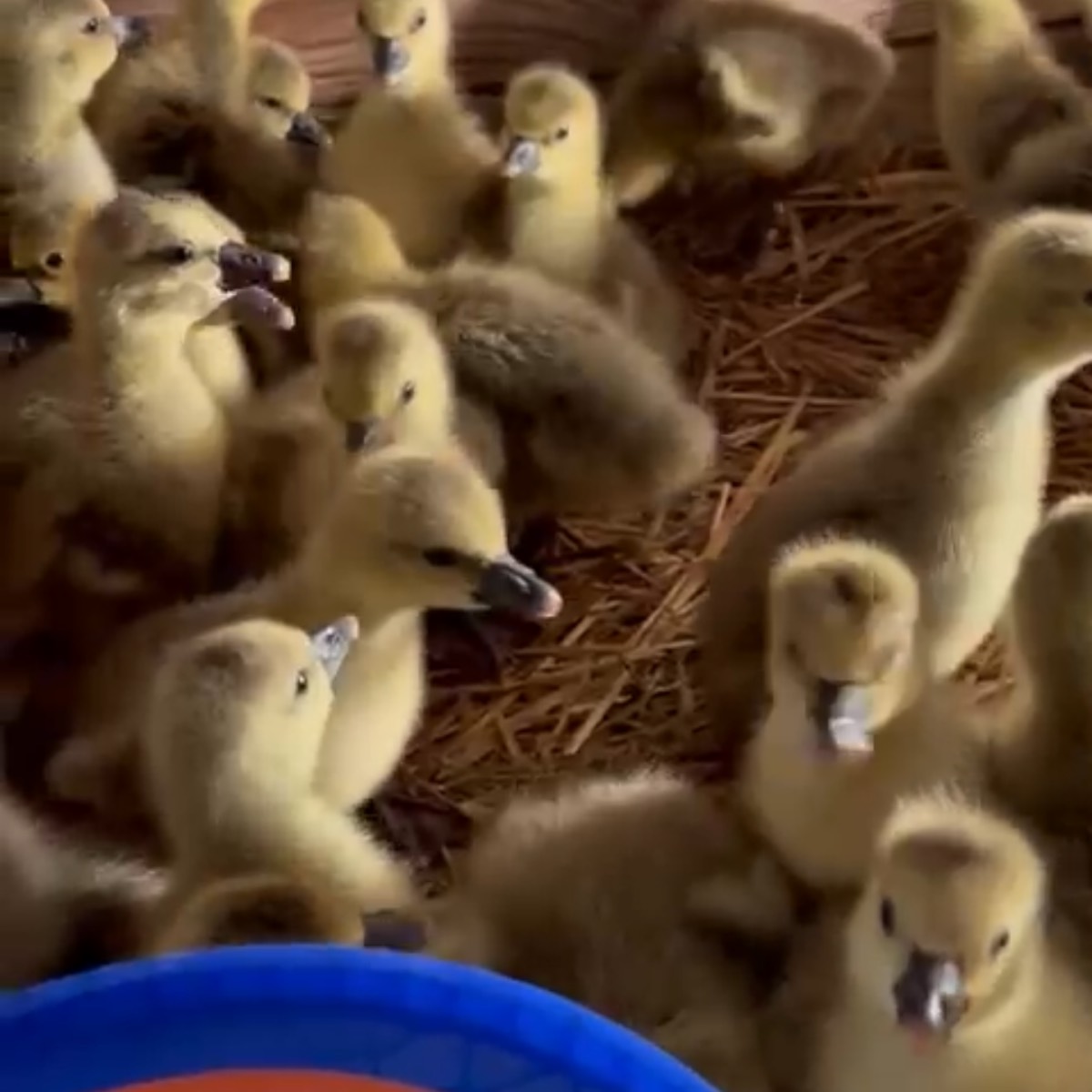 Oca touluse  - imagen 1