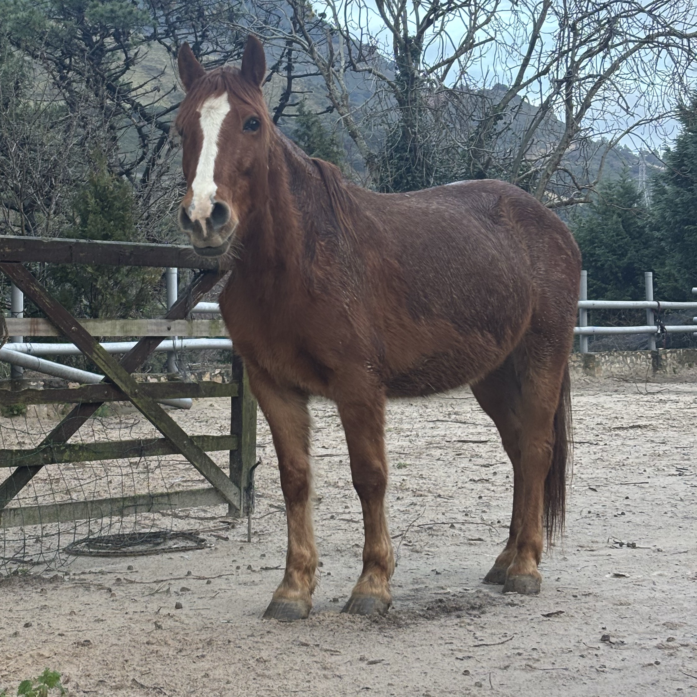 Caballo en Venta - imagen 1