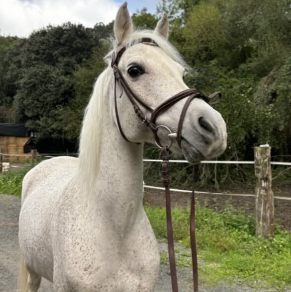 ÁRABE CASTRADO EN VENTA