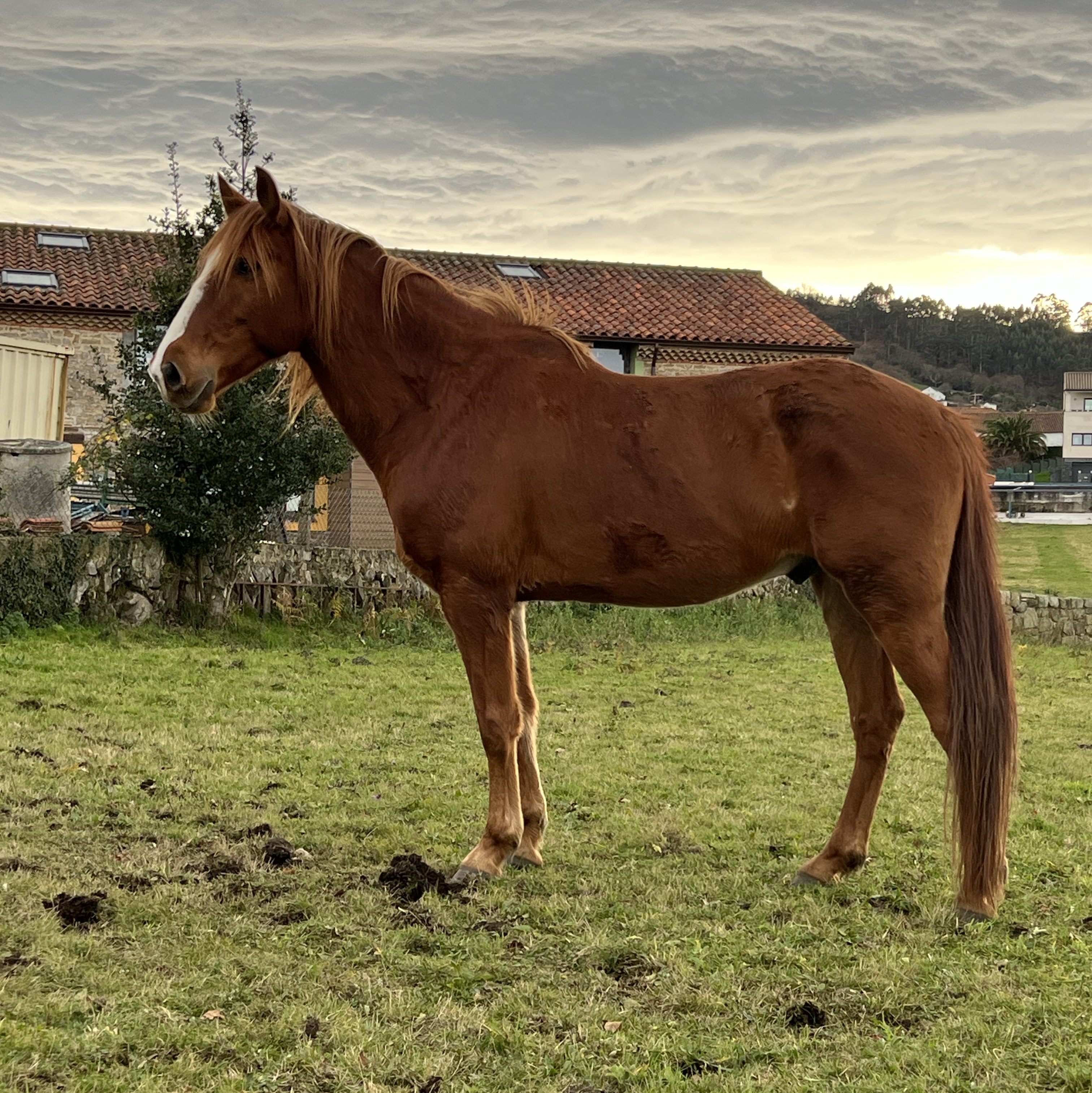 Se vende caballo - imagen 1