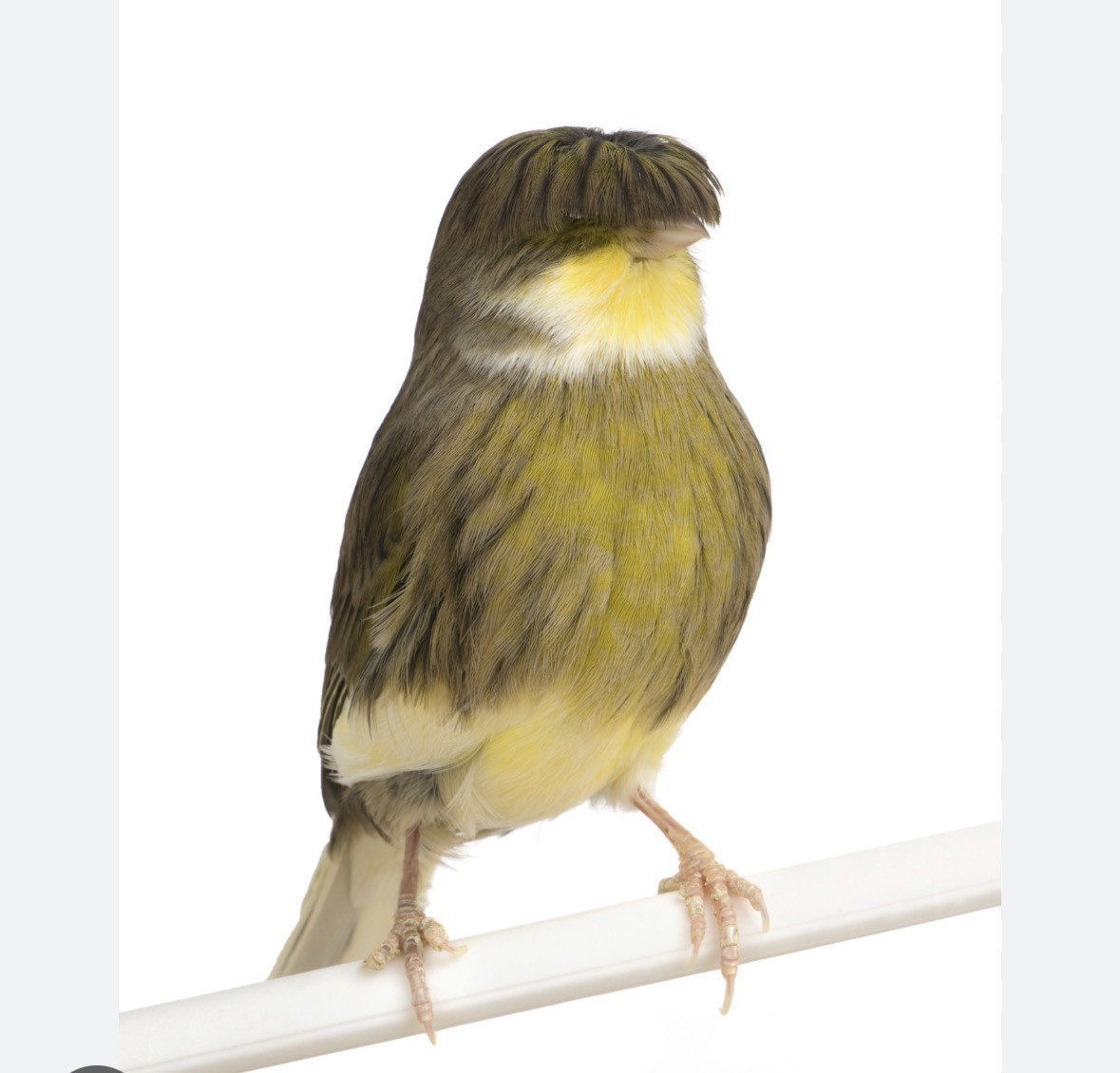 Canarios Gloster - imagen 1