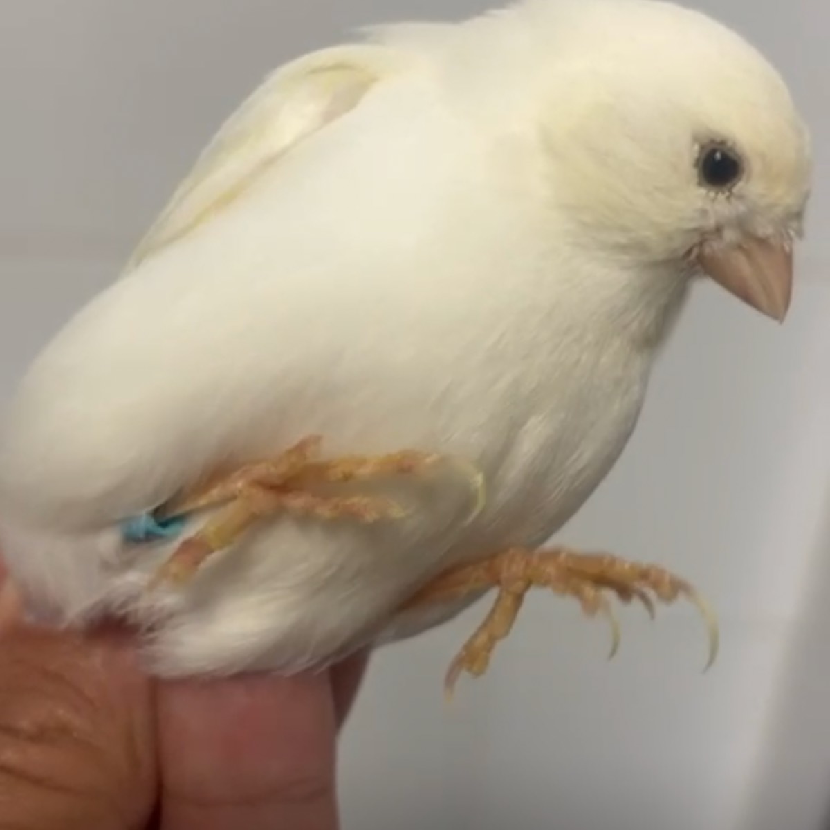 Canarios Machos y hembras - imagen 1