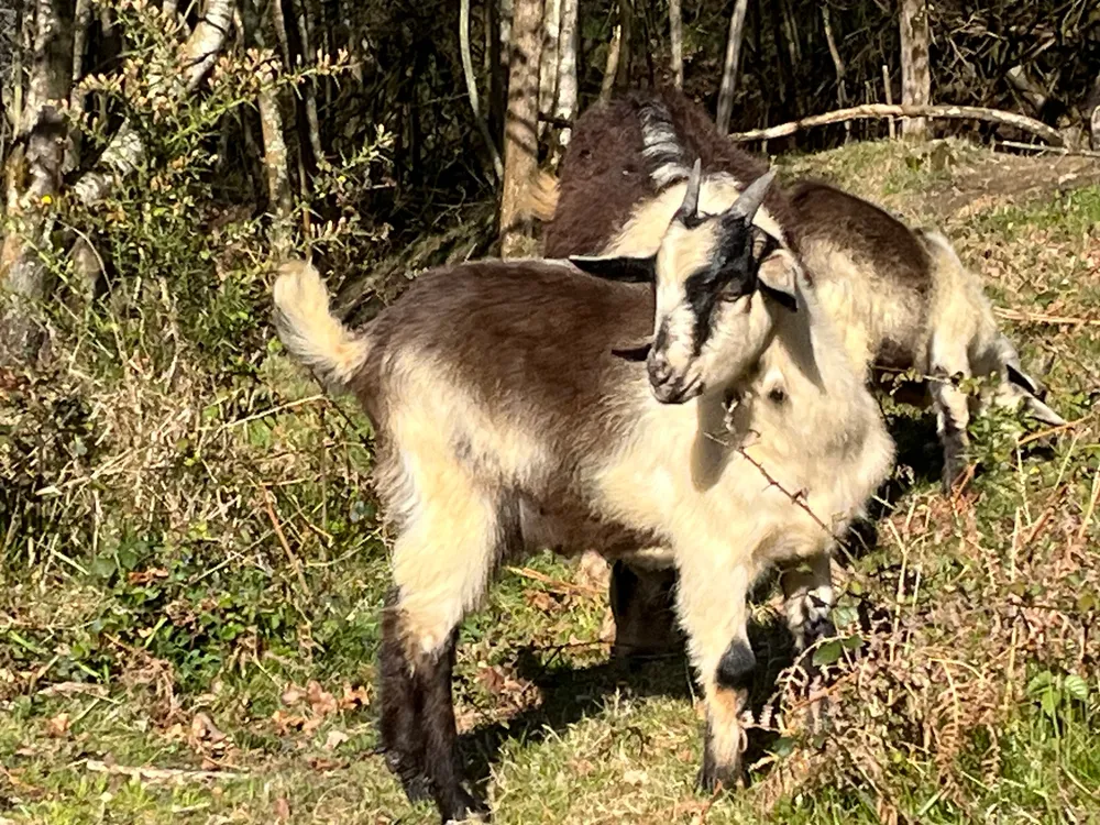 Se venden cabritos - imagen 1