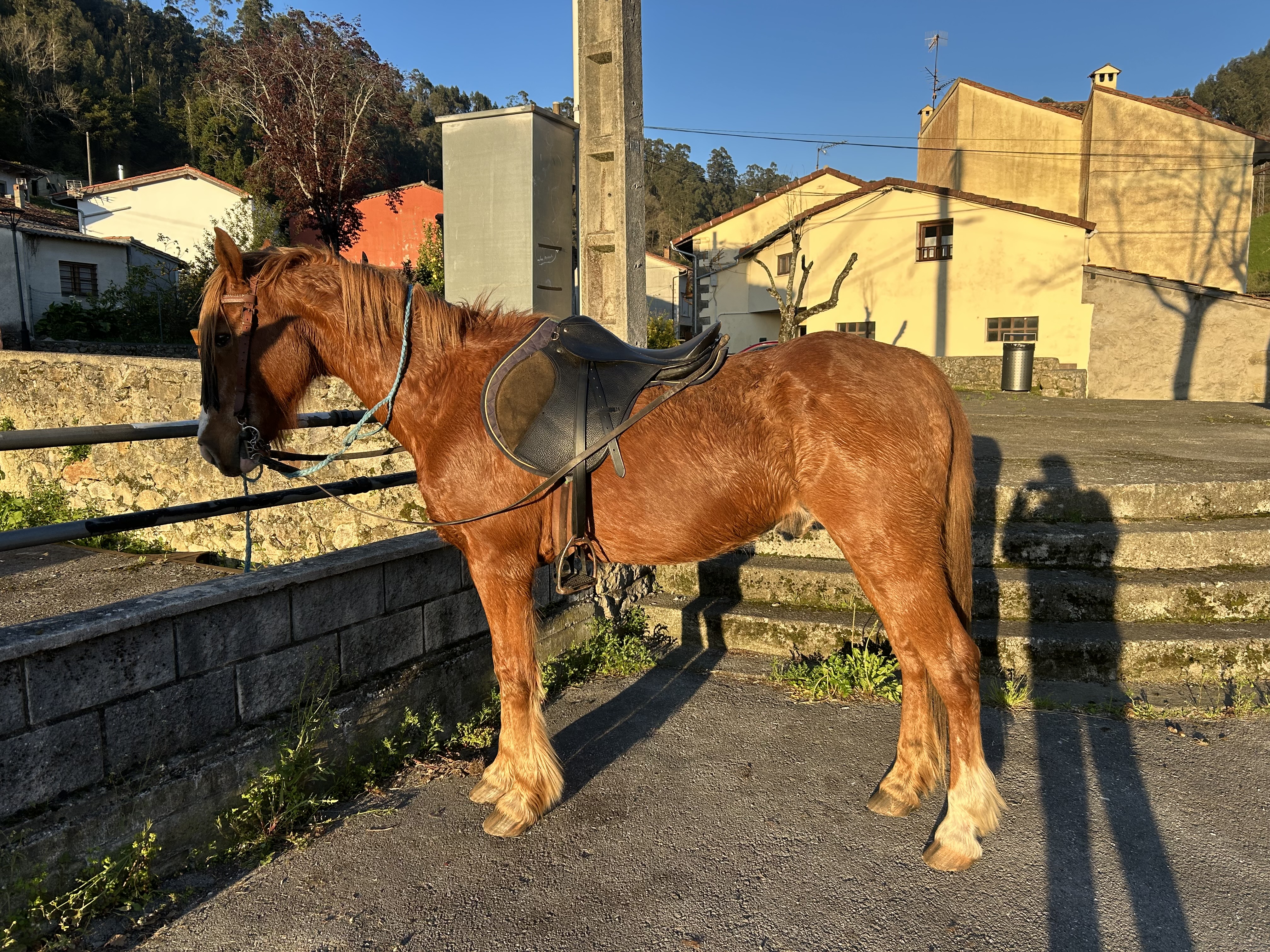 Se vende caballo de 18 años - imagen 1