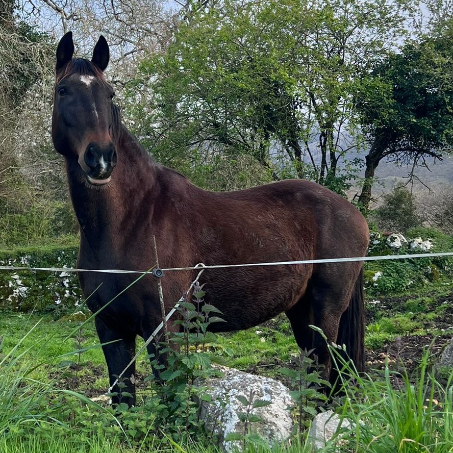 Yegua 18 años - imagen 1