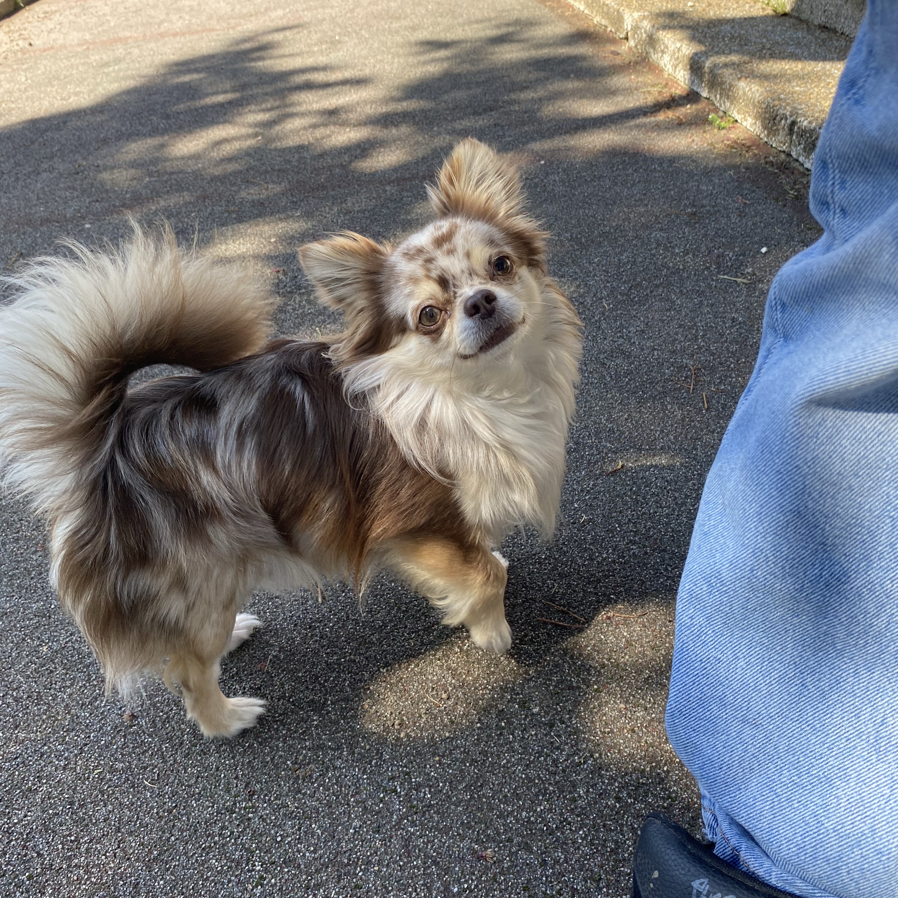 Chihuahua - imagen 1