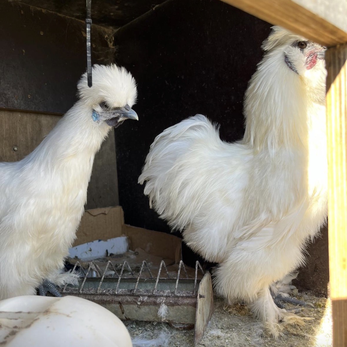 Se vende pareja de sedosas - imagen 1