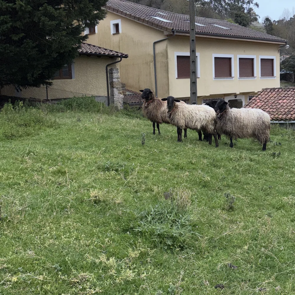 Se venden ovejas barrancas - imagen 1