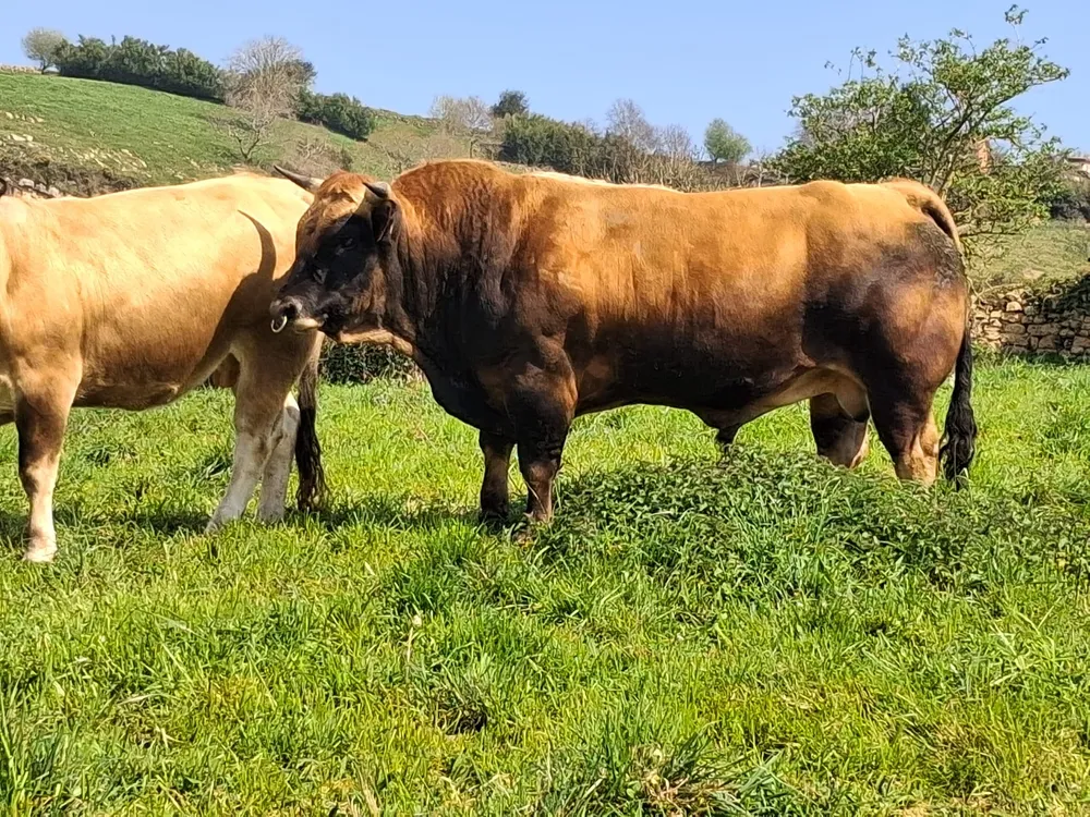 Toro asturiano  - imagen 1