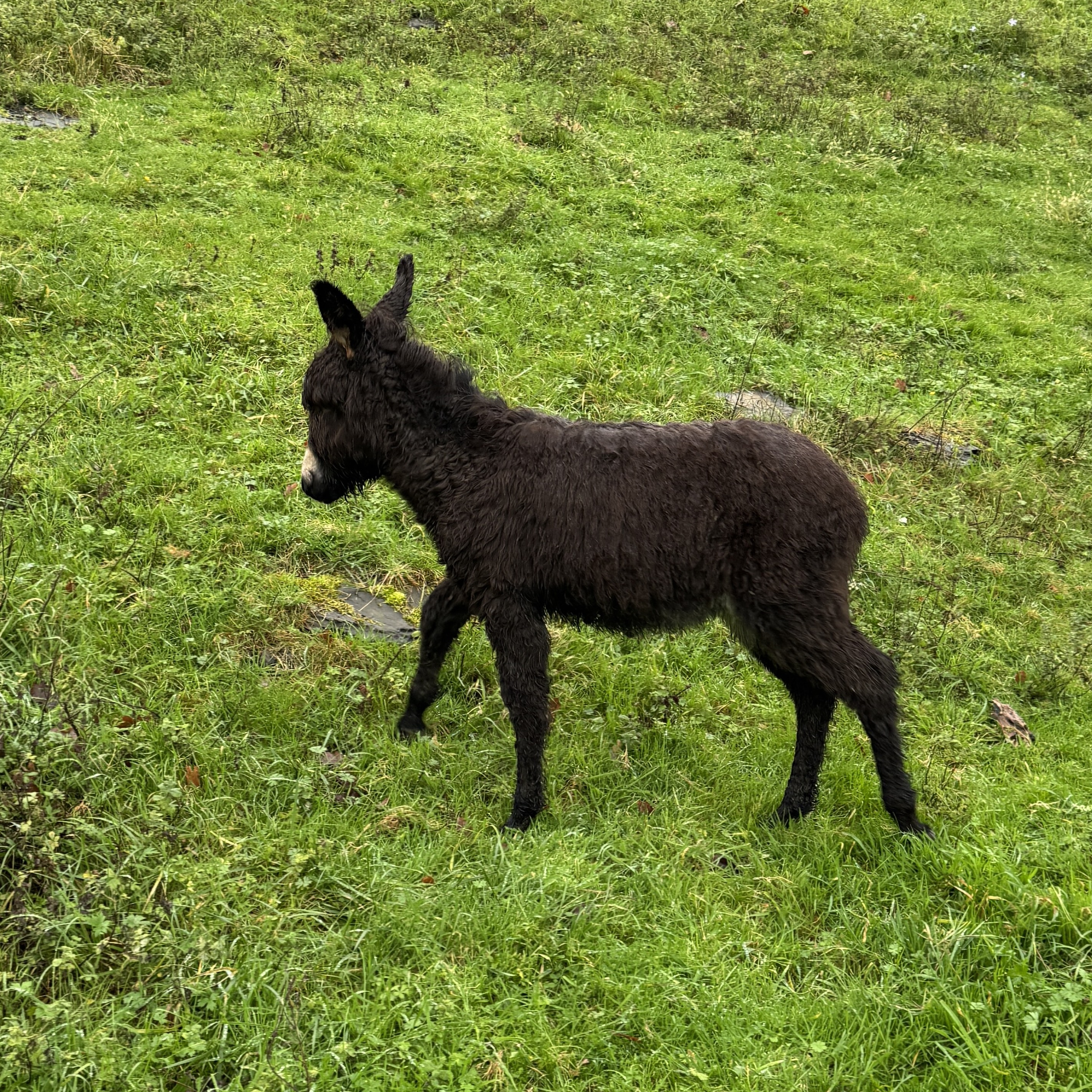 Venta burro - imagen 1