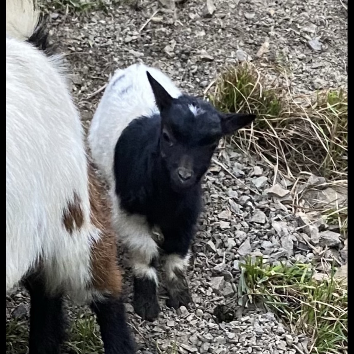 Canritin enano - imagen 1